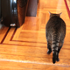 Illustration for article titled I Played Music for a Cat. Heres How the Cat Reacted.